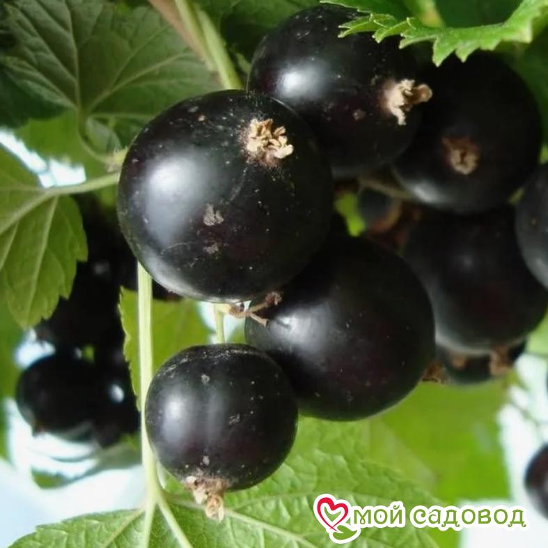 Черная смородина Пигмей