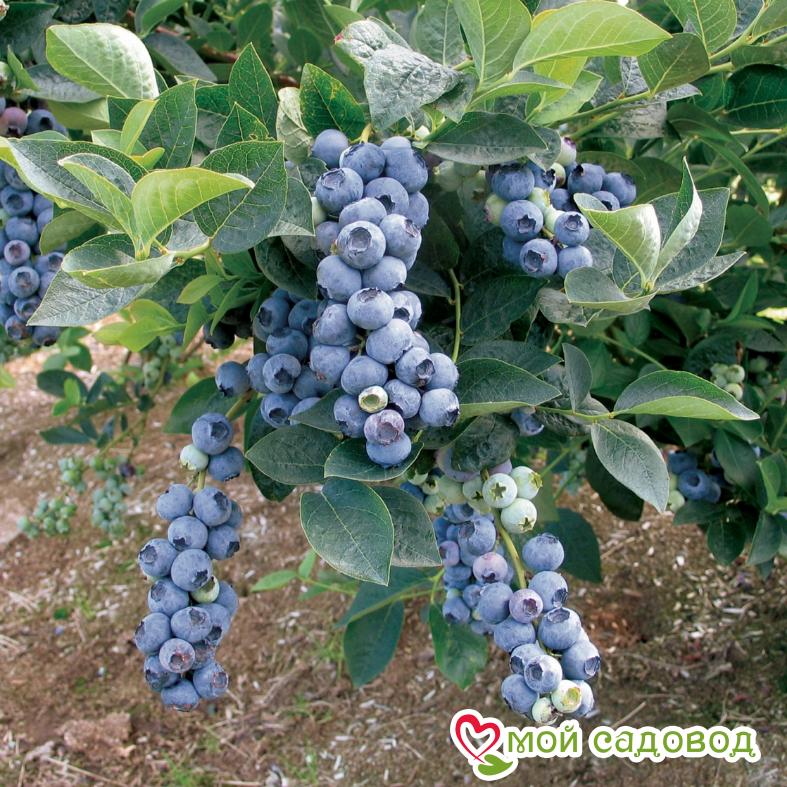 Голубика Блюголд