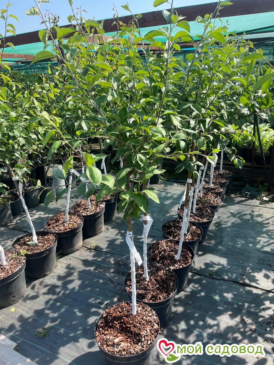 Яблоня Скорпион