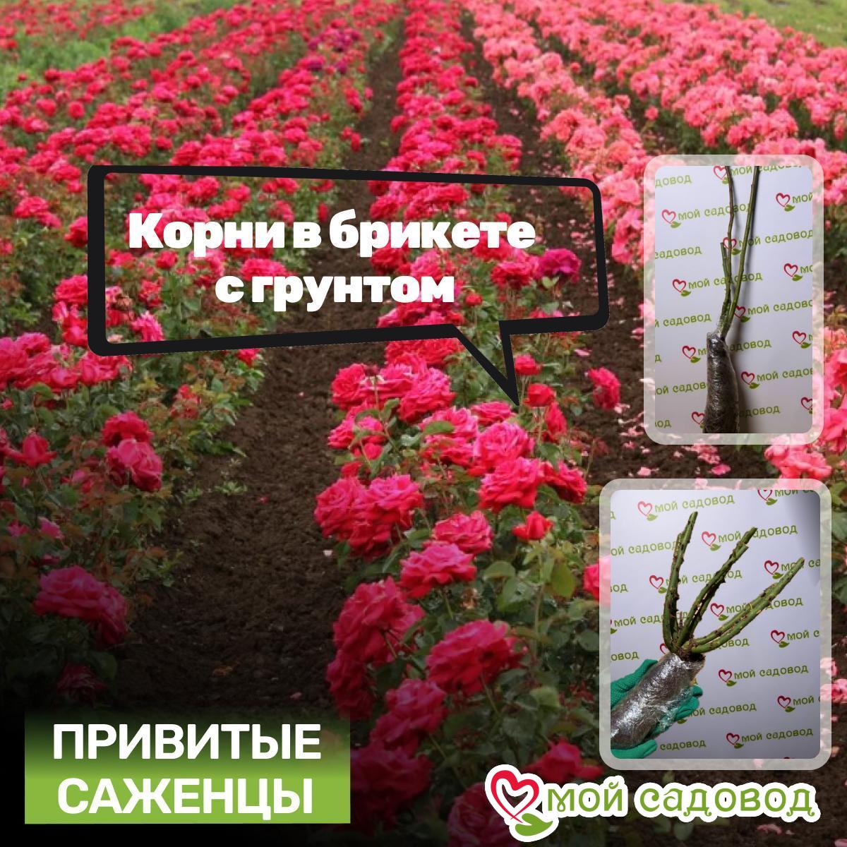 Роза Штамбовая Шеид Блум